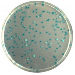 CHROMagar E.coli (1L)