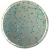 CHROMagar E.coli (1L)