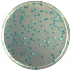 CHROMagar E.coli (5L)