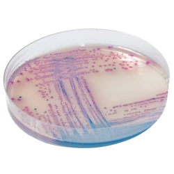 CHROMagar Salmonella (5L)