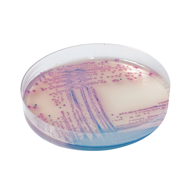 CHROMagar Salmonella (5L)