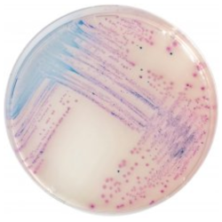 CHROMagar Salmonella (5L)