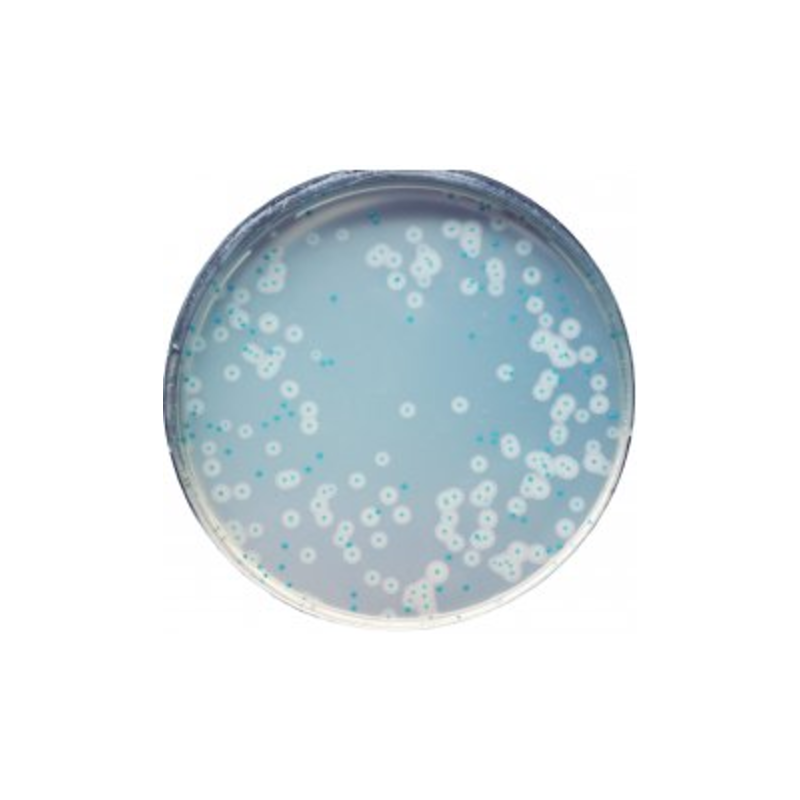 CHROMagar  Identificación Listeria (1L)