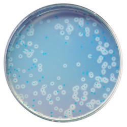 CHROMagar Listeria (1L)