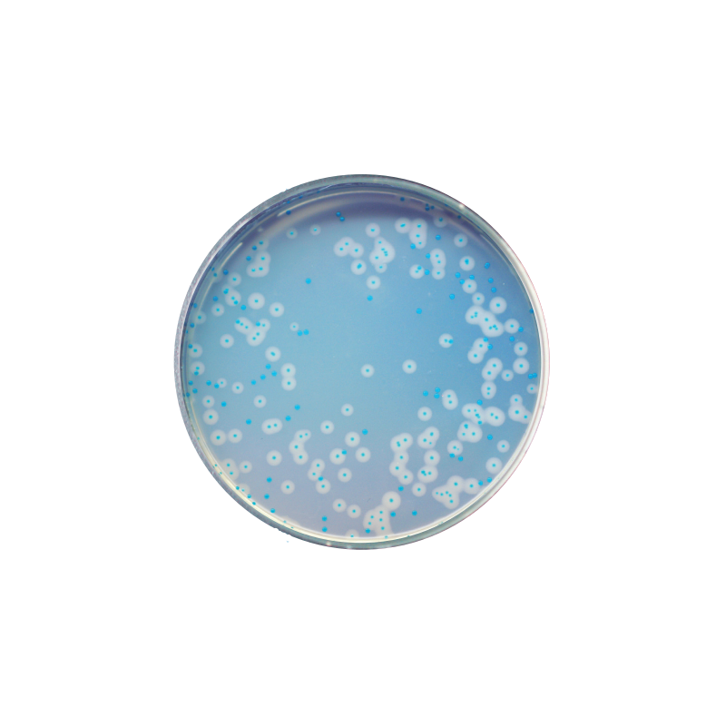 CHROMagar Listeria (1L)