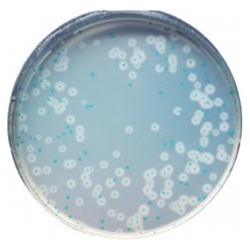 CHROMagar Listeria (5L)