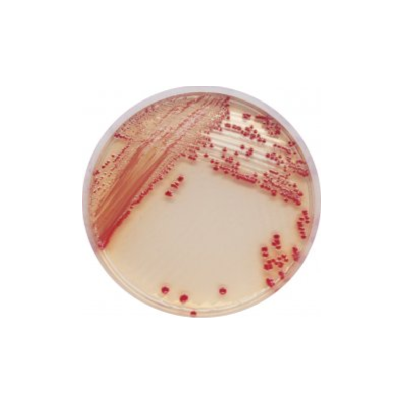 CHROMagar Acinetobacter (5L)