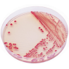 CHROMagar Acinetobacter (5L)