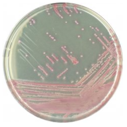 CHROMagar MRSA (5L)