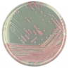 CHROMagar MRSA (5L)