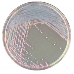 CHROMagar Staph. Aureus (1L)