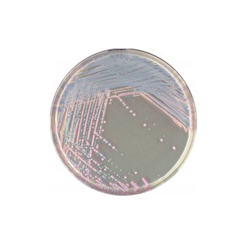 CHROMagar Staph. Aureus (1L)