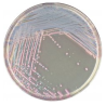 CHROMagar Staph. Aureus (5L)