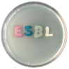 CHROMagar ESBL (5L)