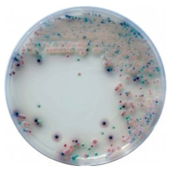 CHROMagar Candida (1L)