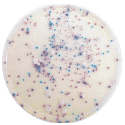 CHROMagar Candida (1L)