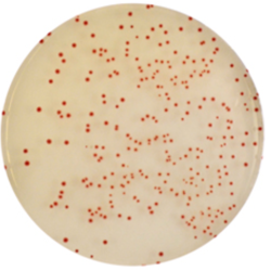 CHROMagar Campylobacter (25L)