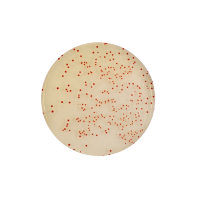 CHROMagar Campylobacter (25L)