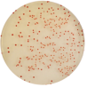 CHROMagar Campylobacter (25L)