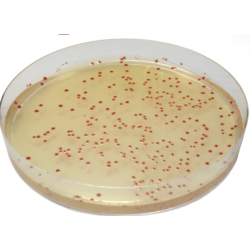 CHROMagar Campylobacter (25L)