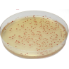 CHROMagar Campylobacter (25L)