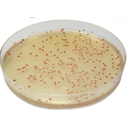 CHROMagar Campylobacter (5L)