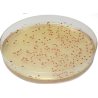 CHROMagar Campylobacter (5L)